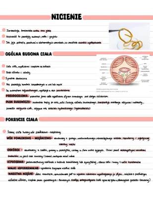 Nicienie: Jak wyglądają, rodzaje i ich układy - biologia klasa 2