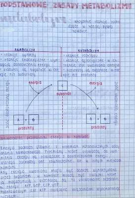 Podstawowe Zasady Metabolizmu: Test i Notatka