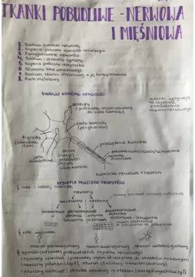 Budowa i Funkcje Komórek Nerwowych i Tkanki Mięśniowej
