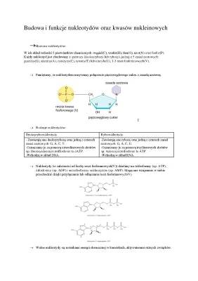 Budowa i funkcje nukleotydów oraz kwasów nukleinowych 