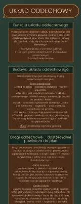 Budowa i funkcje układu oddechowego: wszystko, co musisz wiedzieć