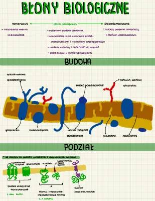 Jak działają błony biologiczne: Struktura, funkcje i transport!