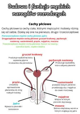 Męski układ rozrodczy - Wewnętrzne i zewnętrzne narządy płciowe