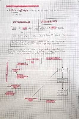 Jak Bakterie Nitryfikacyjne i Denitryfikacyjne Pomagają Akwarium i Roślinom