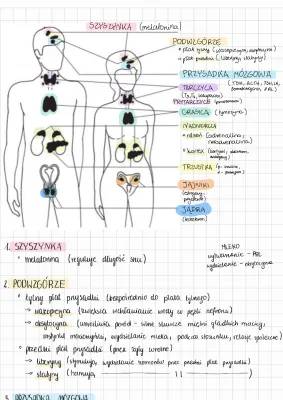 Tajemnice Przysadki: Hormony, Insulina i Melatonina