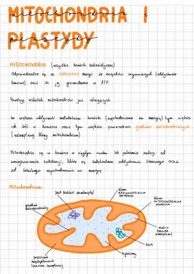 Funkcje mitochondrium i plastydów: Teoria endosymbiozy dla dzieci