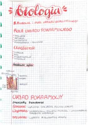 Jak działa układ pokarmowy? Budowa, funkcje gruczołów i etapy trawienia