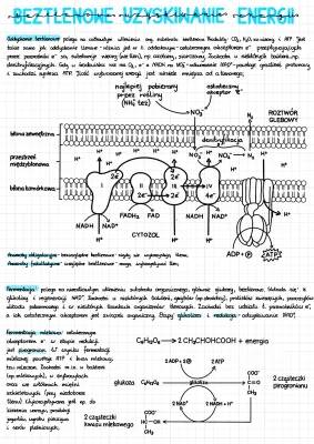 Oddychanie beztlenowe i fermentacja: wzory, etapy, przykłady