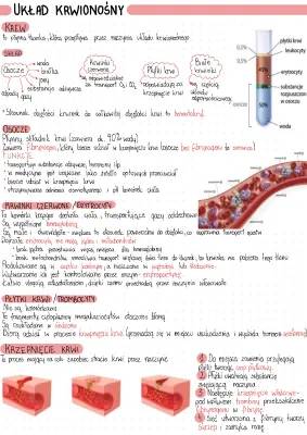 Budowa i Funkcje Układu Krwionośnego - Wymień 3 Funkcje, Proces Krzepnięcia, Konflikt Serologiczny
