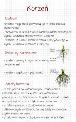 Budowa i Funkcje Korzenia: Jakie są Systemy Korzeniowe i Rodzaje