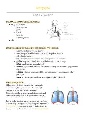 Układ oddechowy człowieka - budowa i funkcje oraz choroby