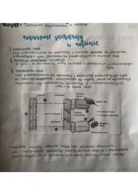 Transport asymilatów w roślinie - Notatka i Zadania dla Ciebie