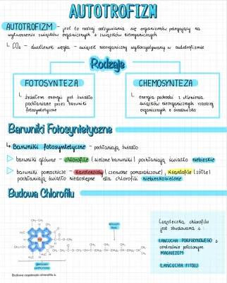 Przebieg Fotosyntezy: Jak i Gdzie Działa? Fotosystemy i Rośliny C3, C4 i CAM