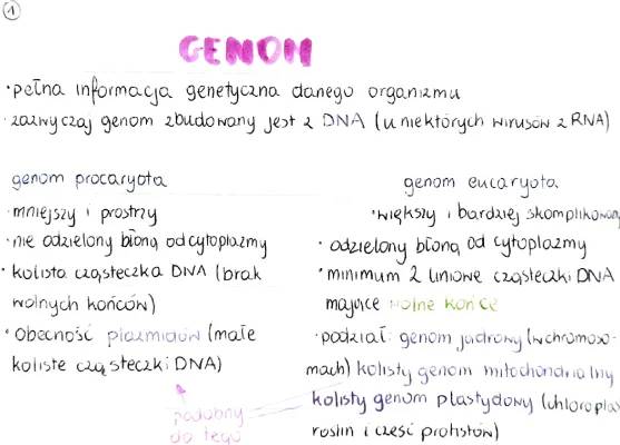 Budowa komórki prokariotycznej i eukariotycznej, replikacja DNA i cykl komórkowy