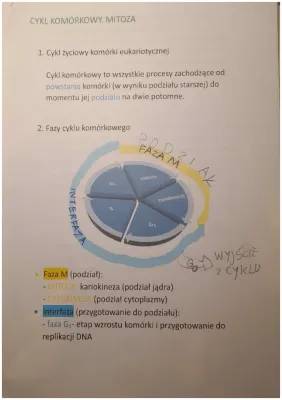 Cykl komórkowy i mitoza: Co się dzieje, gdy ulega zaburzeniu?