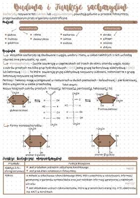 Co to są sacharydy? - Budowa i funkcje sacharydów
