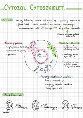 Cytoszkielet - Jak Działa i Co To Jest?