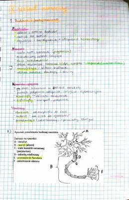 Układ Nerwowy dla Dzieci - Notatki PDF, Budowa i Funkcje, Schematy