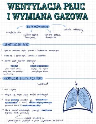 Wentylacja płuc u człowieka i zwierząt - jak działa wymiana gazowa