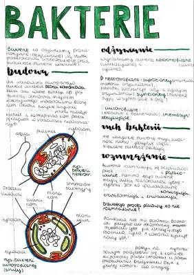 Bakterie - Budowa i Znaczenie