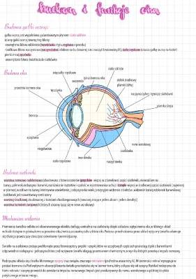 Budowa oka i jego funkcje - schemat i rysunek