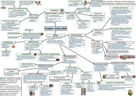 Tkanki Roślinne - Materiały do Nauki Biologii