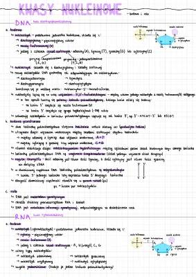 Budowa i rola kwasów nukleinowych - Biologia na czasie 4 PDF, Zakres rozszerzony, Podstawowy, Flipbook