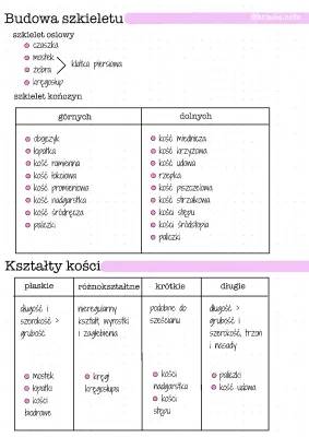 Budowa i funkcje szkieletu człowieka - opis