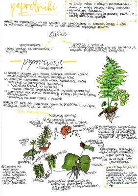 Cykl Rozwojowy Paproci i Inne Ciekawe Fakty o Paprotnikach