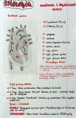 Jak działa serce: budowa serca i przedsionków oraz cykl pracy serca