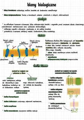 Budowa i Funkcje Błon Biologicznych - Prostym Językiem