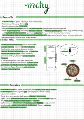 Jak wyglądają mchy i jak się rozmnażają? Budowa, cykl rozwojowy i cechy gametofitu oraz sporofitu