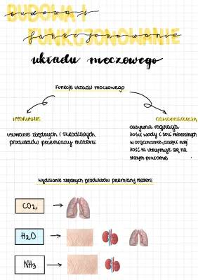 Budowa i Funkcje Układu Moczowego: Dowiedz się Więcej!