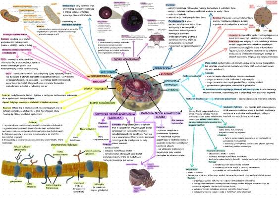 Jak działa komórka: Mitochondria, Błona i Aparat Golgiego