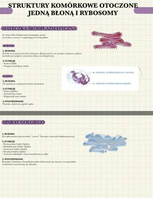 Budowa i funkcje: Siateczka Śródplazmatyczna, Aparat Golgiego, Lizosomy i Peroksysomy