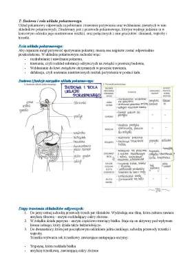 Budowa i funkcje układu pokarmowego człowieka - etapy trawienia i choroby