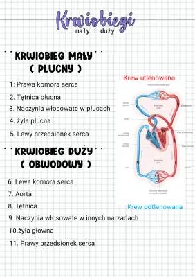 Krwiobiegi - mały i duży.