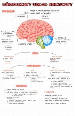 Ośrodkowy i Obwodowy Układ Nerwowy: Budowa, Funkcje i Uszkodzenia