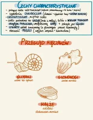 Najpopularniejsze mięczaki: Budowa, gdzie żyją i jak oddychają