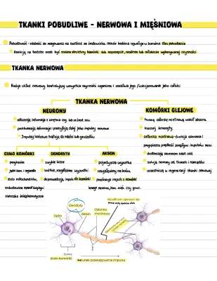 Tkanki pobudliwe: nerwowa i mięśniowa - Prezentacja i rodzaje tkanek człowieka