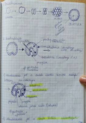 Etapy rozwoju zarodkowego zwierząt i roślin - morula, blastula, gastrulacja