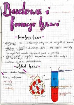 How Blood Works in Your Body: From Clotting to Blood Conflicts