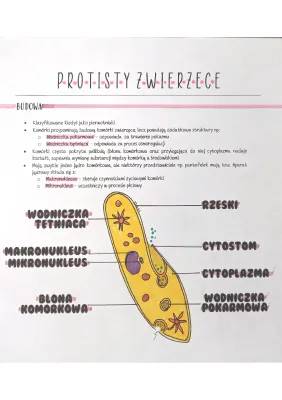 Protisty zwierzęce: Budowa, Tryb Życia i Przykłady