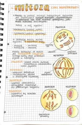 Podziały komórkowe: Mitoza i Mejoza - Fazy i Chromosomy