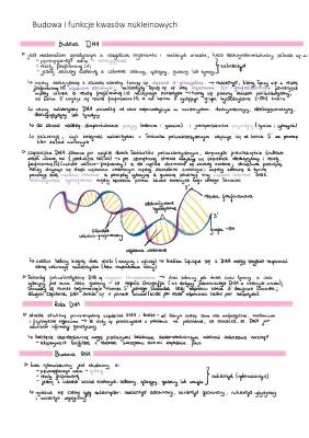 Budowa i różnice DNA i RNA - dla dzieci