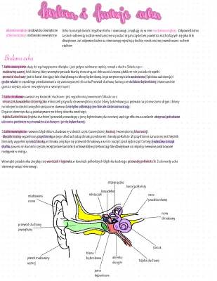 Jak wygląda i działa ucho: Budowa ucha zewnętrznego, środkowego i wewnętrznego