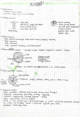 Budowa i Funkcje Korzenia, Łodygi i Liścia - Klasa 5