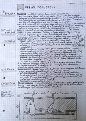 Układ powłokowy człowieka: Budowa i funkcje skóry, gruczoły i układ hormonalny