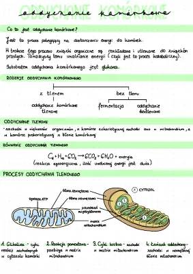 Oddychanie Komórkowe: Etapy, Rodzaje i Schemat Oddychania Tlenowego