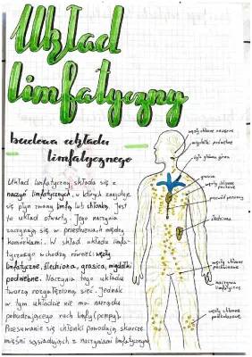 How Your Lymphatic System Works: Easy Guide for Kids